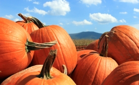 Pumpkins