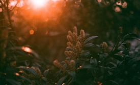 Spring sunlight