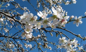 Almond tree flowers. Parque Quinta de los Molinos (Madrid)