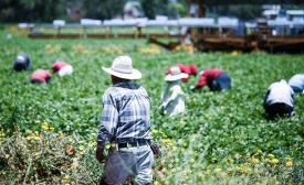 Immigrant workers in Oxnard California. Photo by Alex Proimos via Flickr (CC BY-NC 2.0).