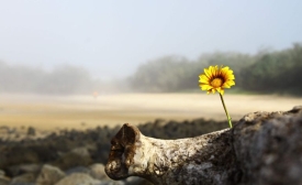 a small flower blooms on a driftwood by Cody Doevendans via Canva
