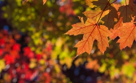 It's Fall
