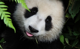 Panda Cub