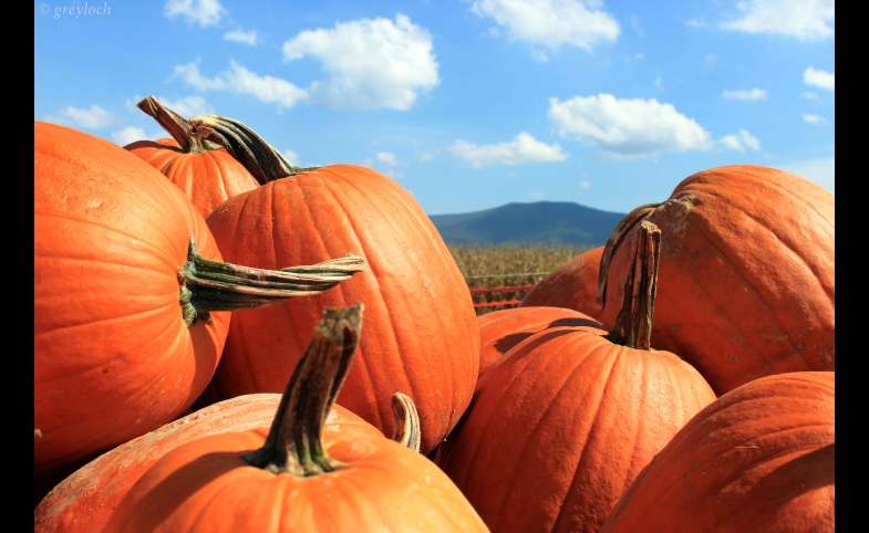 Pumpkins