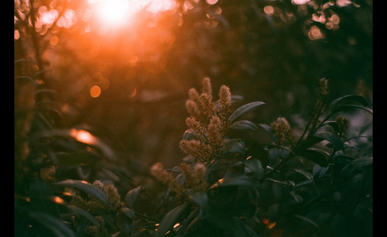 Spring sunlight