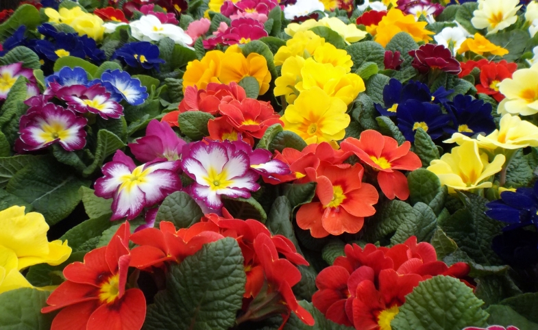 Flowers