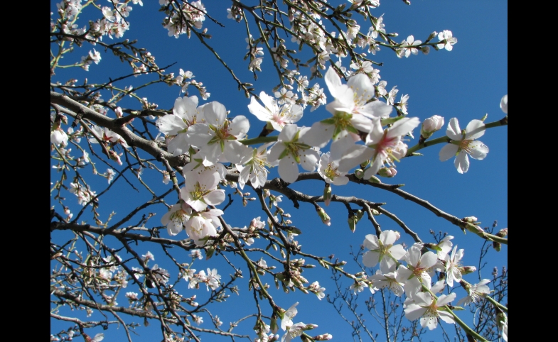 Almond tree flowers. Parque Quinta de los Molinos (Madrid)