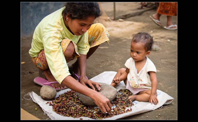 Sorting coffee in Lombok