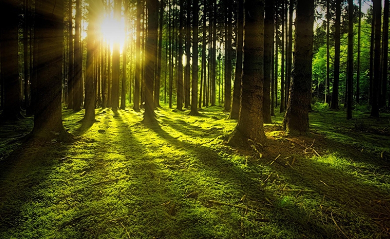 Image of green forest by jplenio via freepik.com