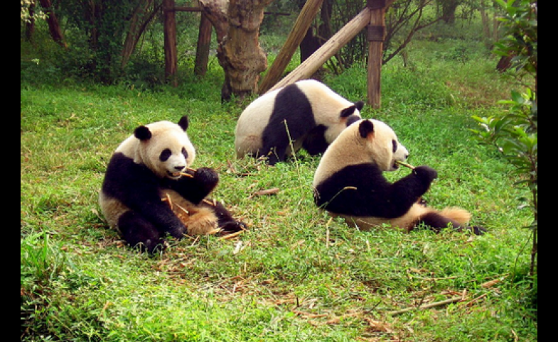 How has China's panda diplomacy evolved and where are its stars