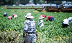 Immigrant workers in Oxnard California. Photo by Alex Proimos via Flickr (CC BY-NC 2.0).