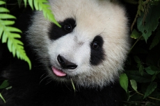 Panda Cub