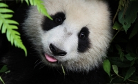 Panda Cub